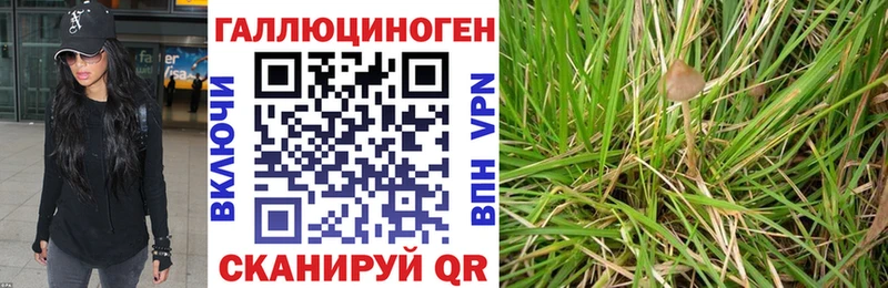 Псилоцибиновые грибы Psilocybine cubensis  Могоча 